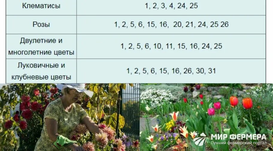 Посадка тюльпанов по лунному календарю Посевной календарь на октябрь 2019: для садовода и огородника