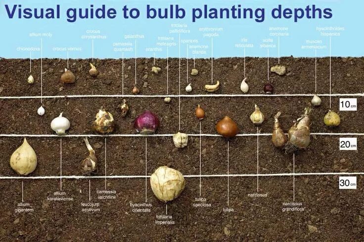 Посадка тюльпанов по лунному календарю Bulb placement Garden bulbs, Planting bulbs, Growing bulbs