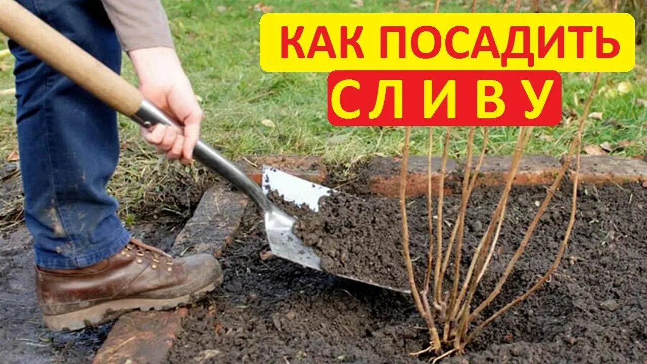 Посадка весной фото Осенняя посадка сливы - как это делаю я. Все просто и без заморочек - YouTube