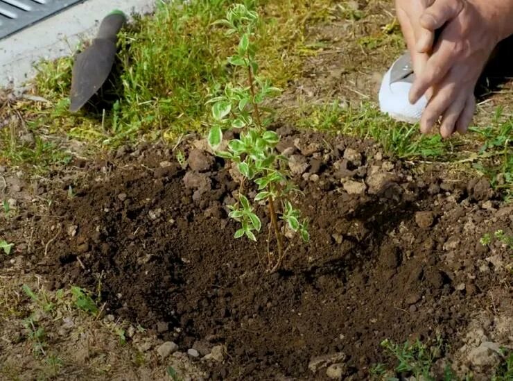 Посадка весной фото Мастер класс посадка кустарника чубушник в открытый грунт: подробное описание.