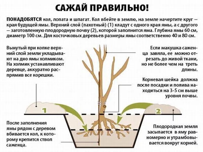 Посадка вишни фото Черешня Приусадебная желтая: описание сорта + фото, отзывы