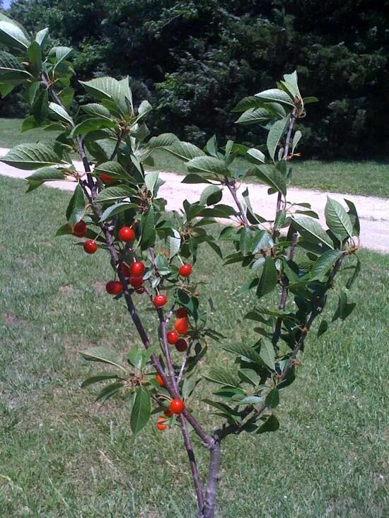 Посадка вишни фото First Kansas Sweet Cherry Harvest - Grit