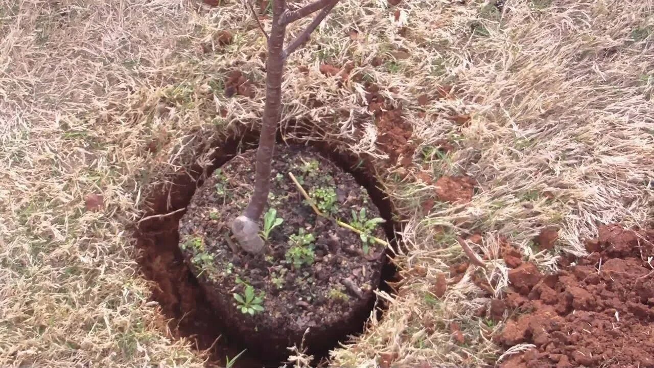 Посадка вишни фото How to Plant a Dwarf Cherry Tree - YouTube