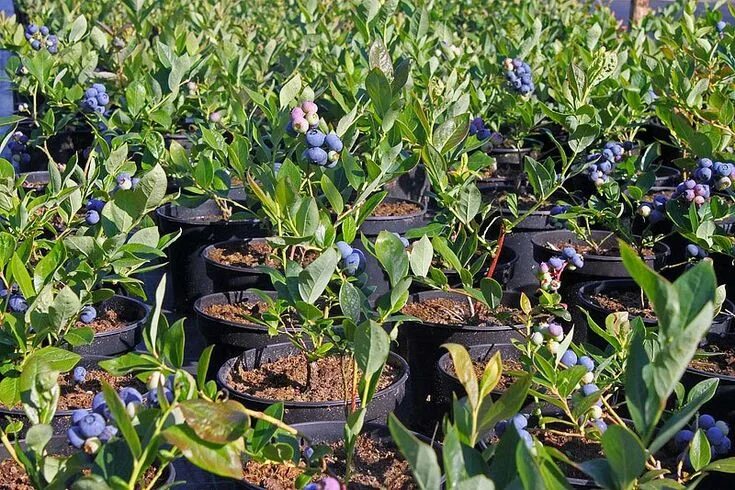 Посадки голубики фото Growing Fruits in Containers Cultivo de hortalizas, Jardinería, Arandanos cultiv