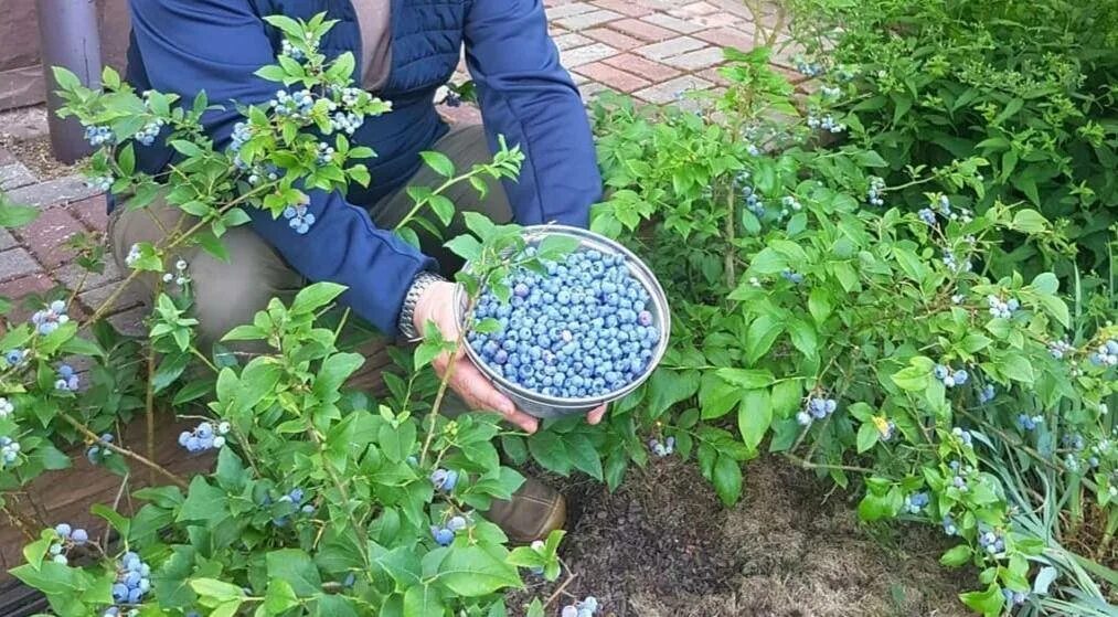 Посадки голубики фото Картинки ПОСАДКА ГОЛУБИКИ ВЕСНОЙ В ОТКРЫТЫЙ КРАСНОДАРСКОМ КРАЕ