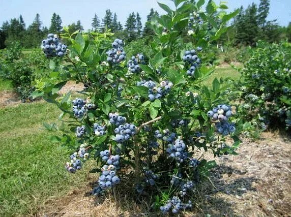 Посадки голубики фото Голубика Дюк (Duke) в Хабаровске Саженцы. Лиственные растения с открытой корнево