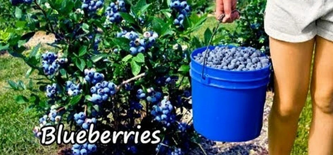 Посадки голубики фото TyTy Nursery 4723 US Hwy. 82 West TyTy, GA 31795 Blueberry plant, Food forest ga