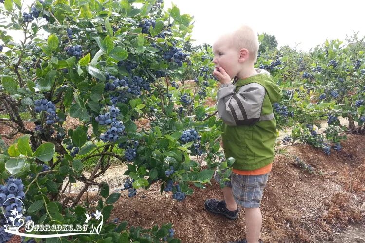 А не замахнуться ли нам на выращивание голубики?