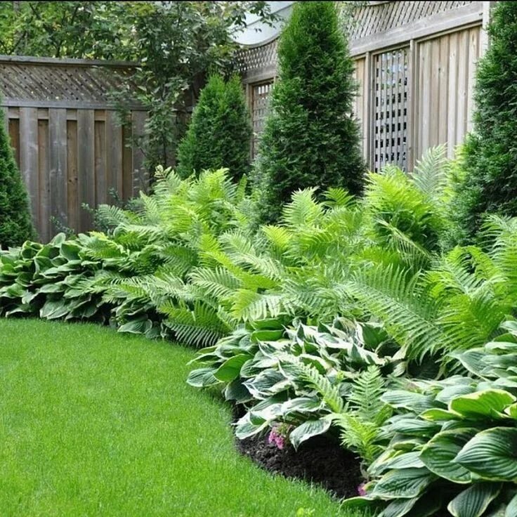 Посадки вдоль забора в ландшафтном дизайне фото 78) Одноклассники Shade landscaping, Backyard landscaping, Shade garden