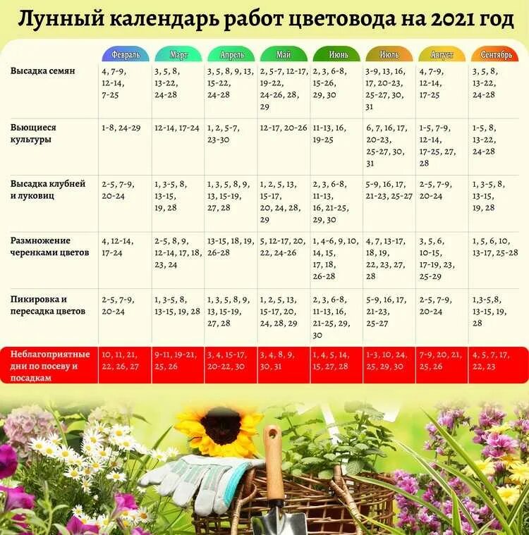 Посадочные дни лунный календарь 2024 Картинки КАЛЕНДАРЬ РАССАДЫ НА ФЕВРАЛЬ 2024