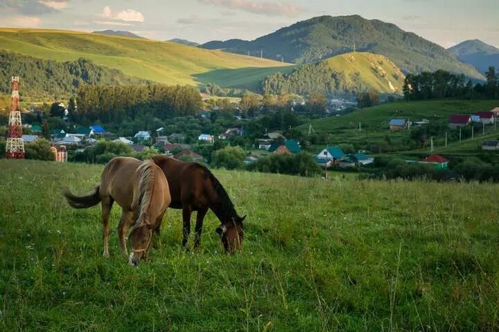 Поселок алтайский алтайский край фото 10 фото. Чем отличается Алтайский край от Республики Алтай