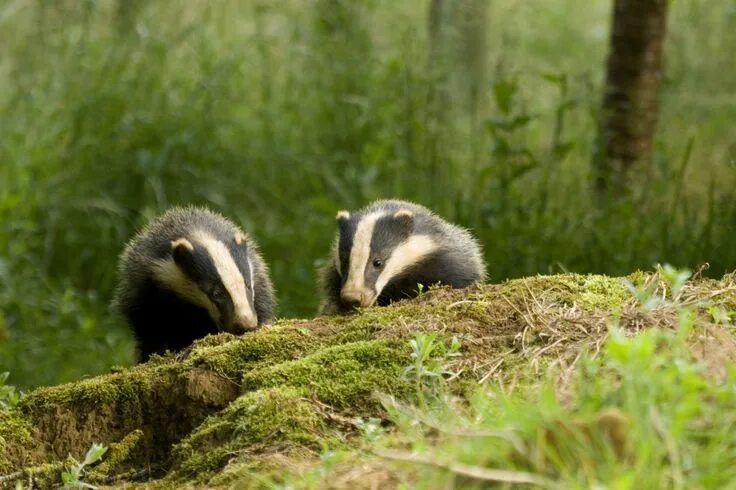 Поселок барсуки фото Badger cubs