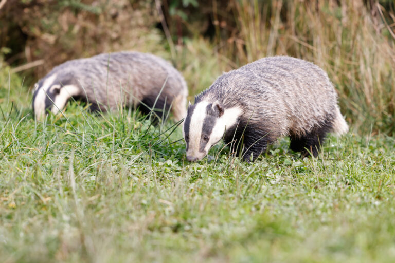 Поселок барсуки фото Trains in these Frisian cities are to be halted for a week due to. badgers?! Dut