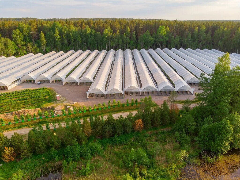 Поселок ферма фото Chistoyagoda.ru berries farm, agricultural enterprise, Russia, Leningrad Region,