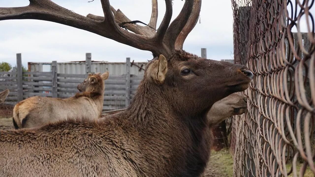 Поселок олений фото Маршрут выходного дня: Оленья ферма в Висиме осенью - Наш Урал и весь мир