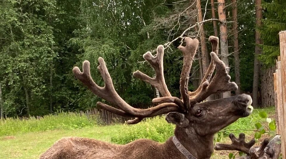 Поселок олений фото Бегающего по улицам северного оленя заметили в поселка Дзержинск под Иркутском -