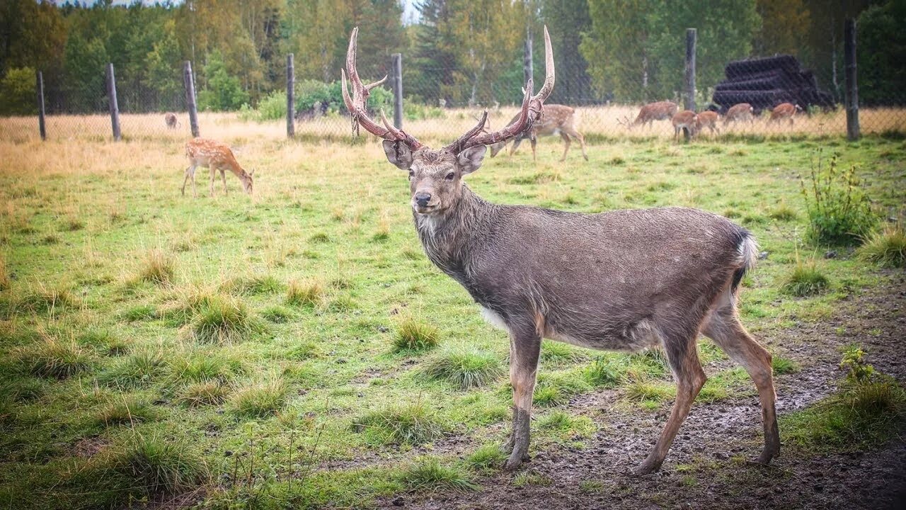 Поселок олений фото Оленья ферма в Висиме Ураловед - YouTube