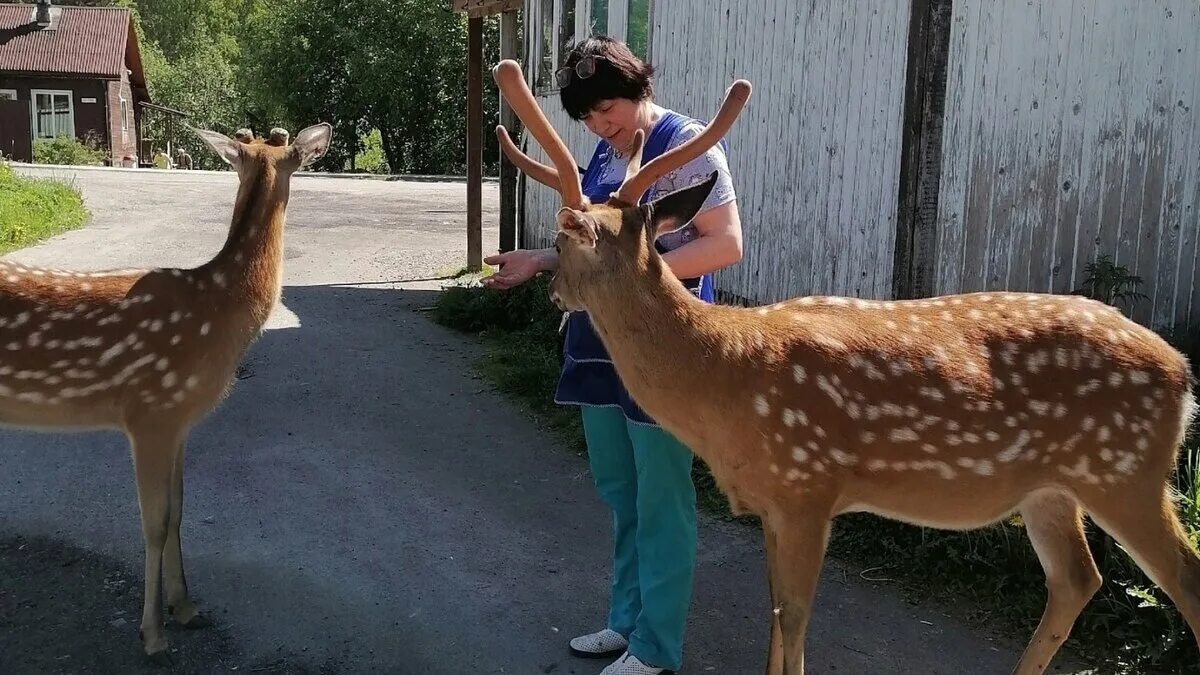 Поселок олений фото Пятнистые олени пришли в магазин в поселке Карелии Новости Карелии Karelinform.r