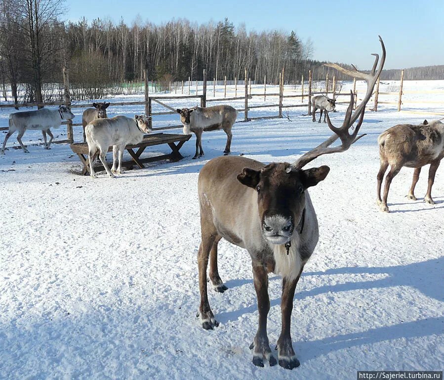 Поселок олений фото В гости к северным оленям - в подмосковное Анциферово. Ферма северных оленей