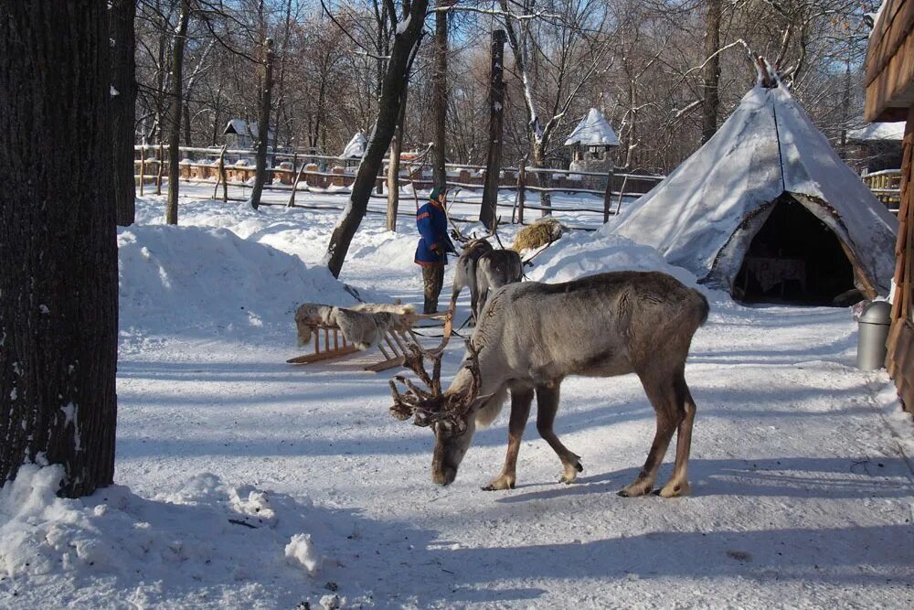 Поселок олений фото Путешествие вдвоем. А на оленях - лучше! - SGPRESS - Самара, люди, события