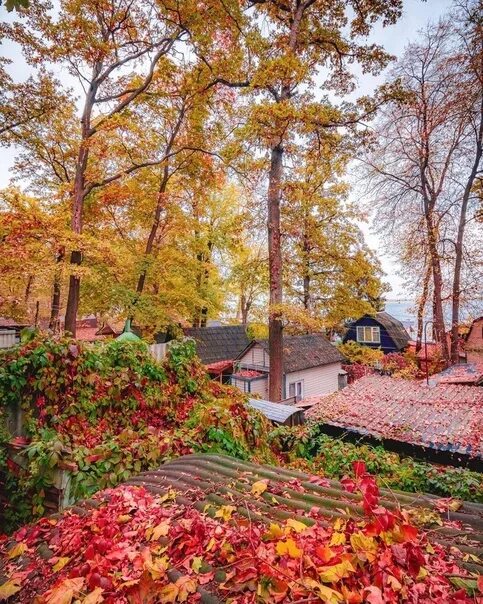 Поселок рыбачий воронеж фото осень Autumn in the village is different. Brighter, richer landscape.. 2023 АГРОПРОД С