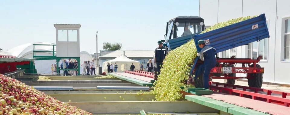 Поселок сады придонья волгоградская область фото Плодоперерабатывающее предприятие "Сады Придонья" Время России