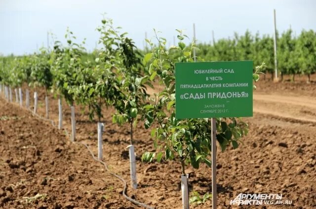 Поселок сады придонья волгоградская область фото Сады Придонья" - повод для гордости всех жителей Волгоградской области АиФ Волго