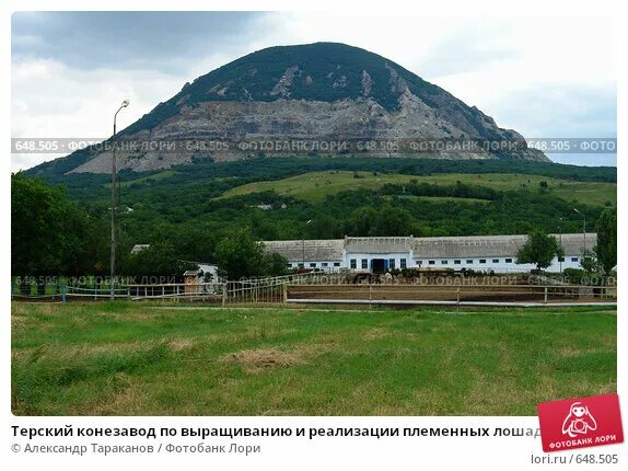 Поселок терский ставропольский край фото Терский конезавод по выращиванию и реализации племенных лошадей. Поселок Новотер