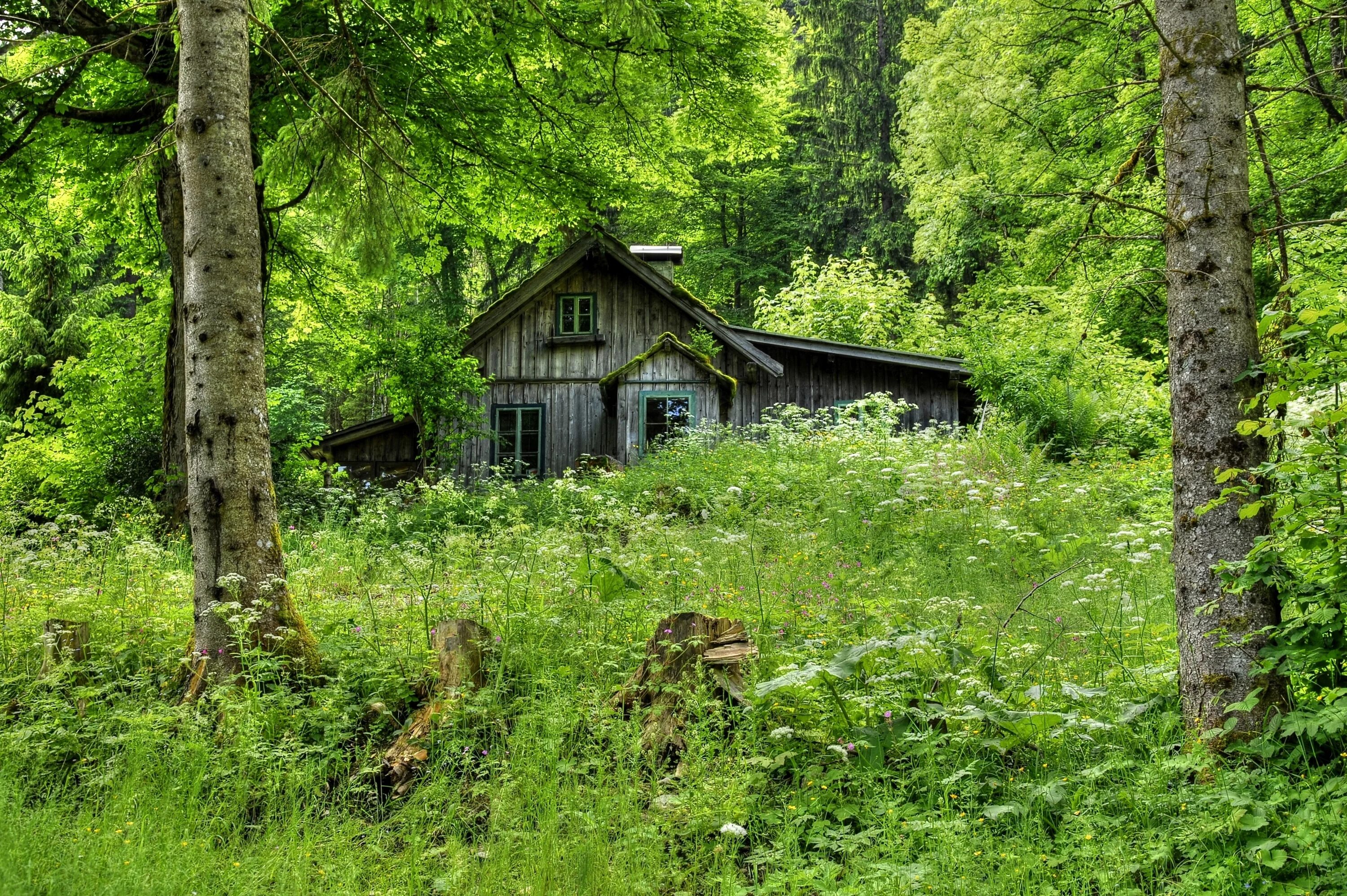 Поселок в лесу фото Download wallpaper forest, grass, trees, house, wooden, old, hut, section nature