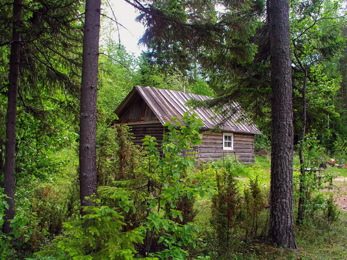 Поселок в лесу фото Фотовыставка В.К. Кузьмина "Онега - Родина моя"