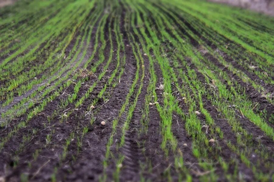 Посевные культуры фото Купить торфогрунт в компании "Песок Плюс"