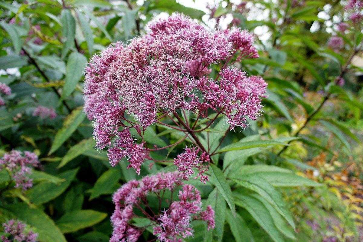 Посконник фото и описание кустарника Изображения Посконника сомнительного (Eupatorium dubium little Joe) Натуралист Ф