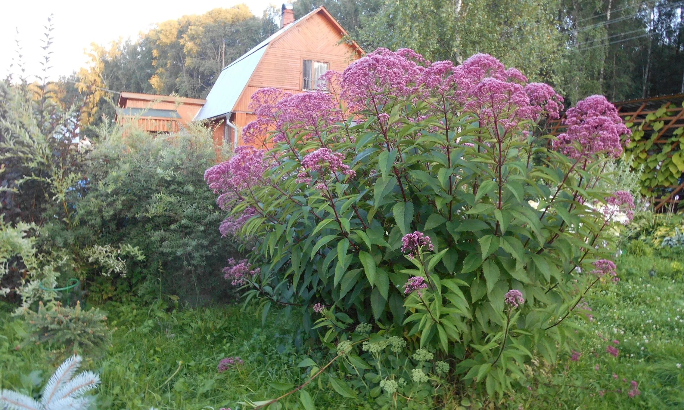 Посконник фото и описание кустарника купить Посконник посадка и уход в открытом грунте