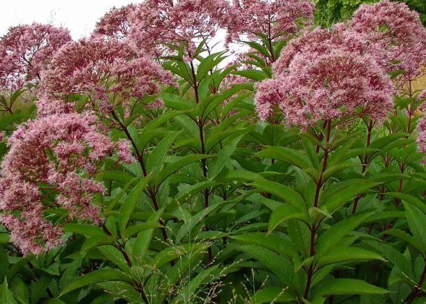 Посконник фото сорта и описание виды Растения из семян, нежданные Живая, Зеленая Жизнь Дзен