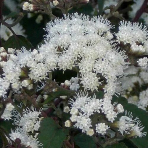 Посконник морщинистый шоколад фото Ageratina altissima Chocolate Joe Пай сорняк 200 семена eBay