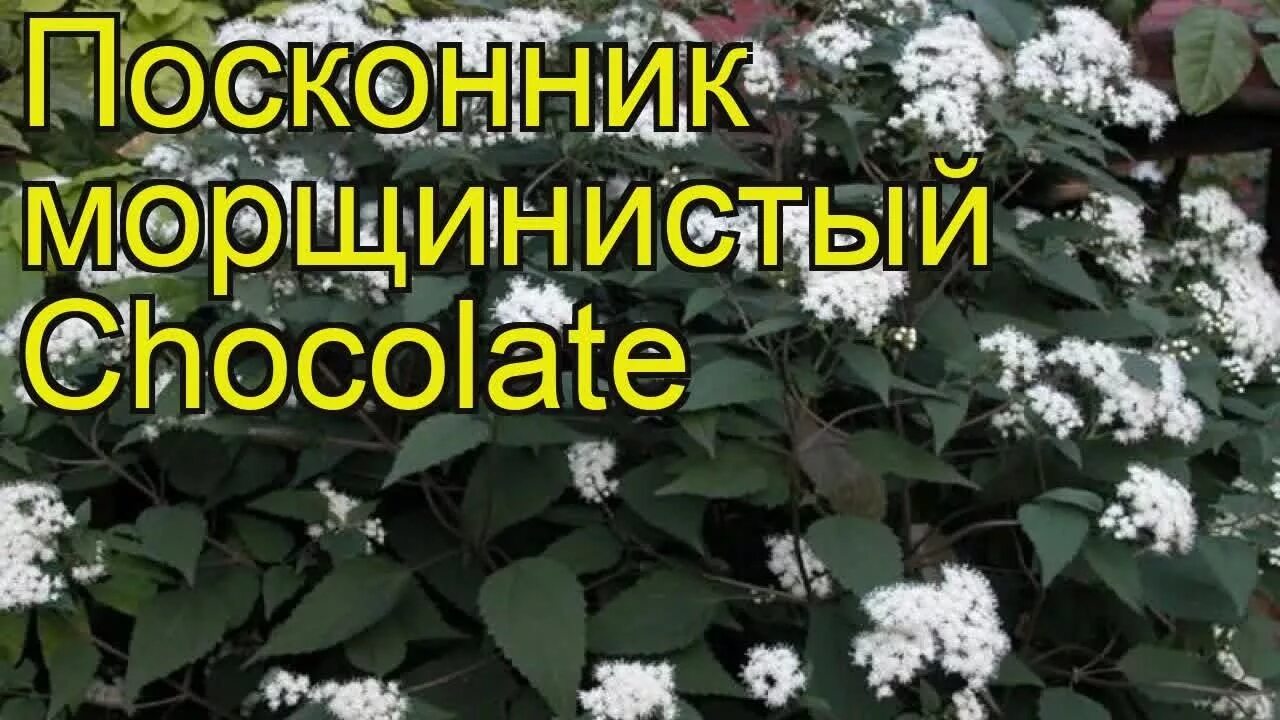 Посконник морщинистый шоколад описание и фото Посконник морщинистый Шоколад. Краткий обзор, описание характеристик eupatorium 