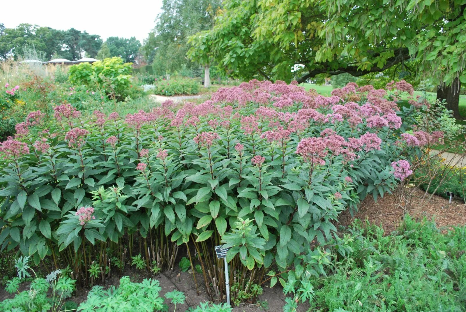 Посконник посадка и уход фото Eupatorium Maculata Riesenschirm Emerald Plants