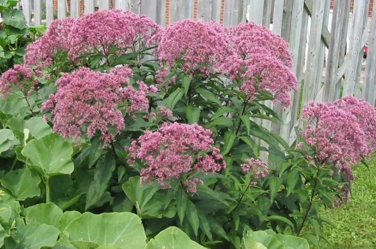 Посконник пурпурный посадка и уход фото Eupatorium purpureum 80cm - Google Search