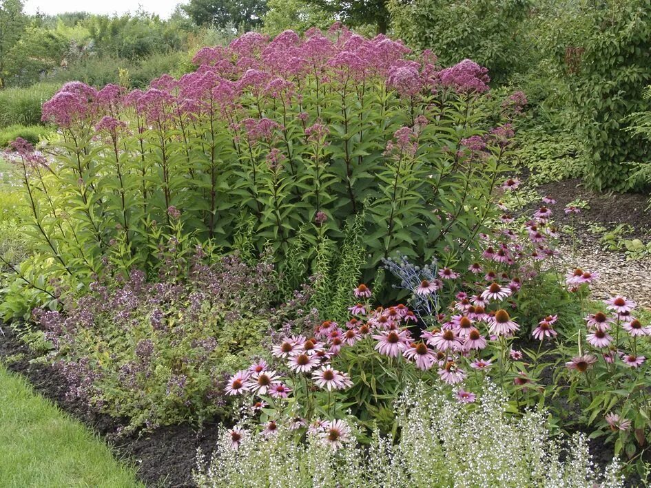 Посконник с чем сочетается на клумбе фото eupatorium fistulosum - sadziec motyle późny sierpień Цветники