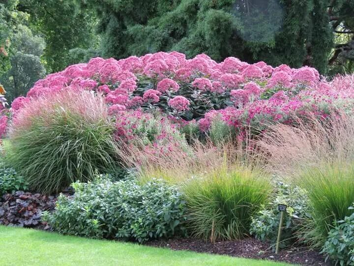 Посконник с чем сочетается на клумбе фото Pin on Giardino