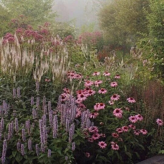 Посконник с чем сочетается на клумбе фото @gardens_and_architecture on Instagram: "Nice planting combination.Echinacea, ag