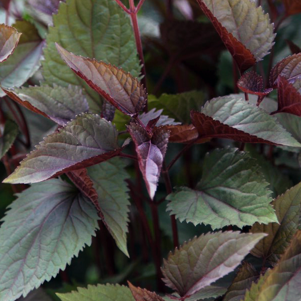 Посконник шоколад фото Посконник морщинистый "Chocolate" - Ageratina altissima "Chocolate"