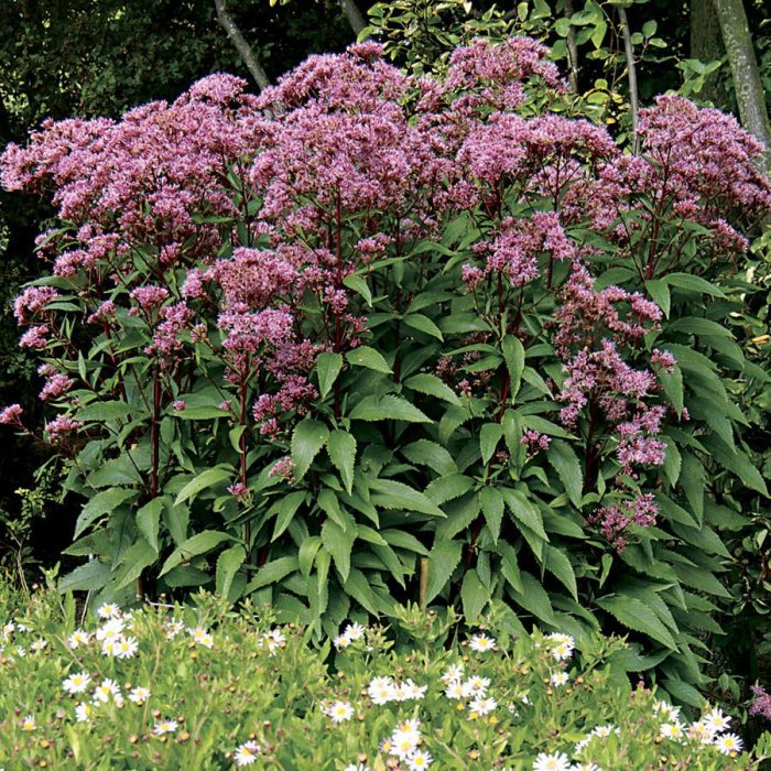 Посконник шоколад фото Посконник Eupatorium hibrida "Baby Joe" : С2/3 Сибирские газоны - Сибирские газо