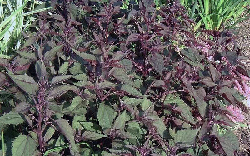 Посконник шоколад фото и описание кустарника Chocolate Snakeroot - 1 Gallon - Perennial - Perennial Plants ToGoGarden