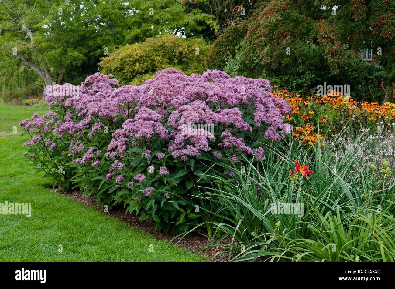 Посконник в ландшафтном дизайне Eupatorium maculatum 'riesenschirm' hi-res stock photography and images - Alamy