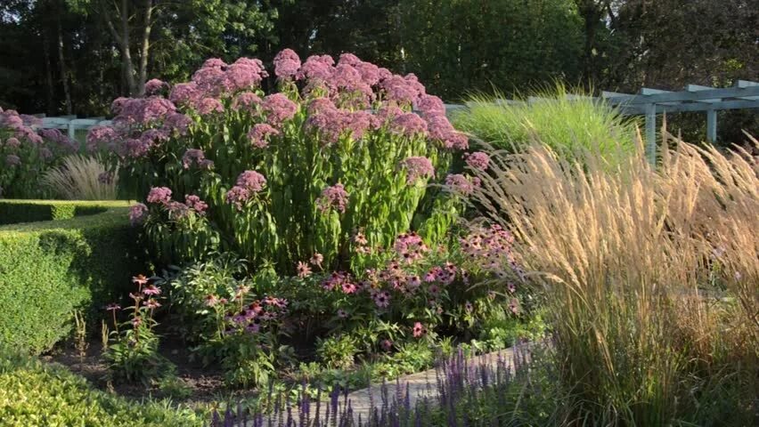 Посконник в ландшафтном дизайне Sweet Joe Pye Weed Stock Video Footage - 4K and HD Video Clips Shutterstock