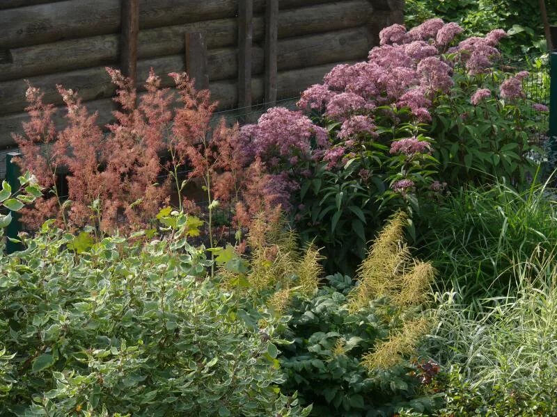 Sweet Joe Pye Weed Stock Video Footage - 4K and HD Video Clips Shutterstock