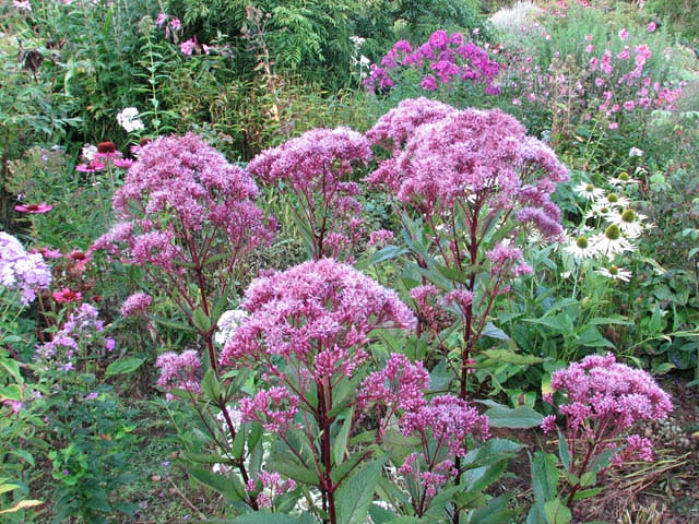 Посконник виды фото Pin on Evelyn's Wildflower Garden