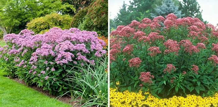 Посконник виды фото Пин на доске Gardening