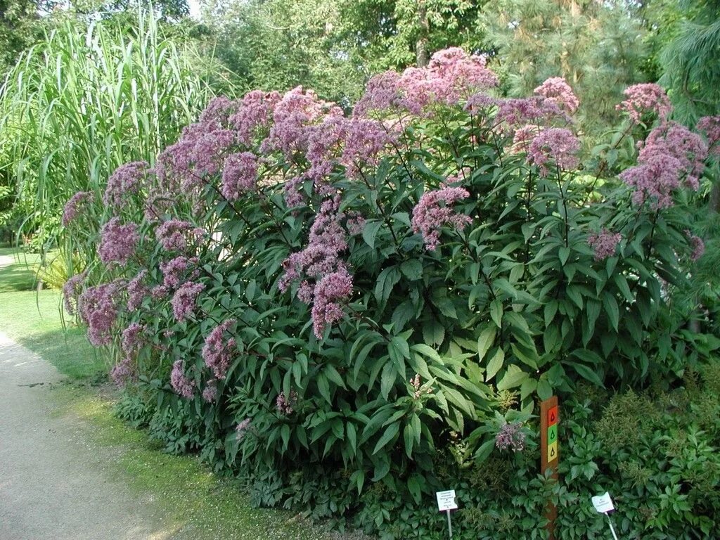 Посконник виды и сорта фото Посконник пятнистый ( Eupatorium maculatum) 'Atropurpureum' Экосад, Растения, Са